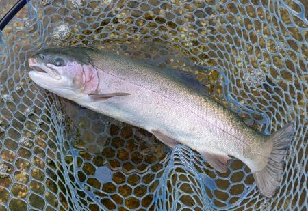 久しぶりのイトウ ～フィッシングパーク高島の泉～
